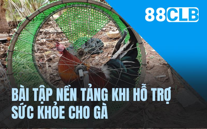 Bài tập nền tảng khi hỗ trợ sức khỏe cho gà