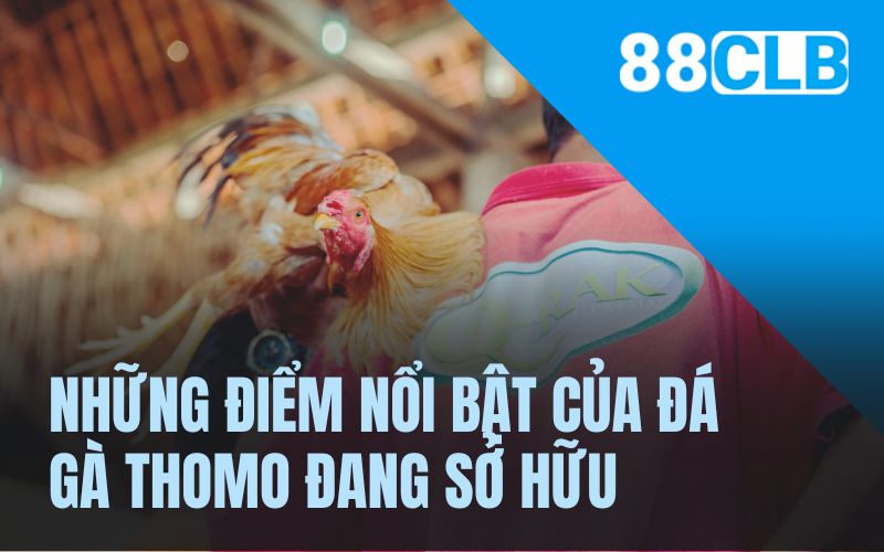 Những điểm nổi bật của đá gà Thomo đang sở hữu