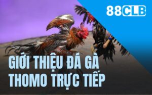 Giới thiệu cơ bản về đá gà Thomo trực tiếp