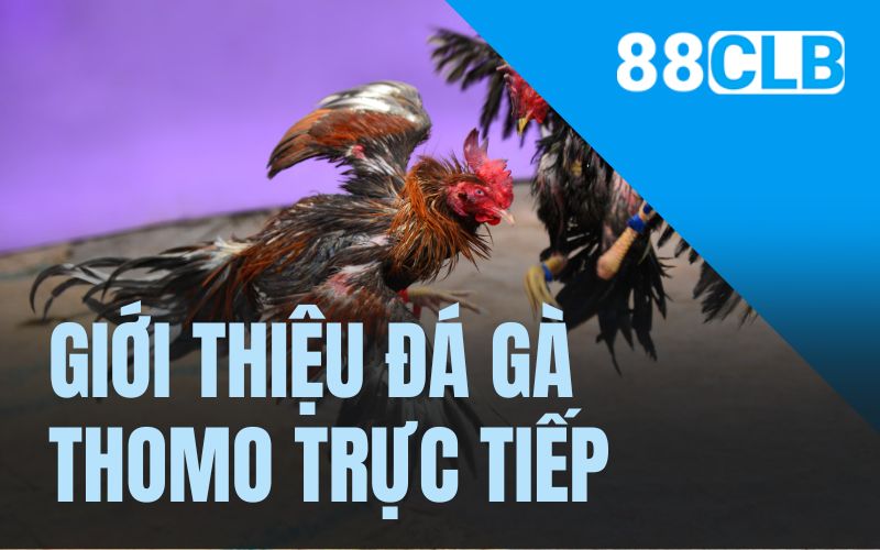 Giới thiệu cơ bản về đá gà Thomo trực tiếp