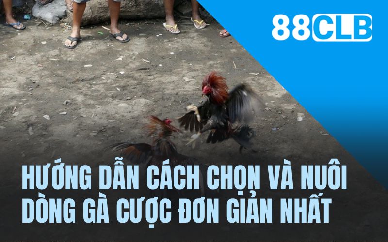 Hướng dẫn cách chọn và nuôi dòng gà cược đơn giản nhất