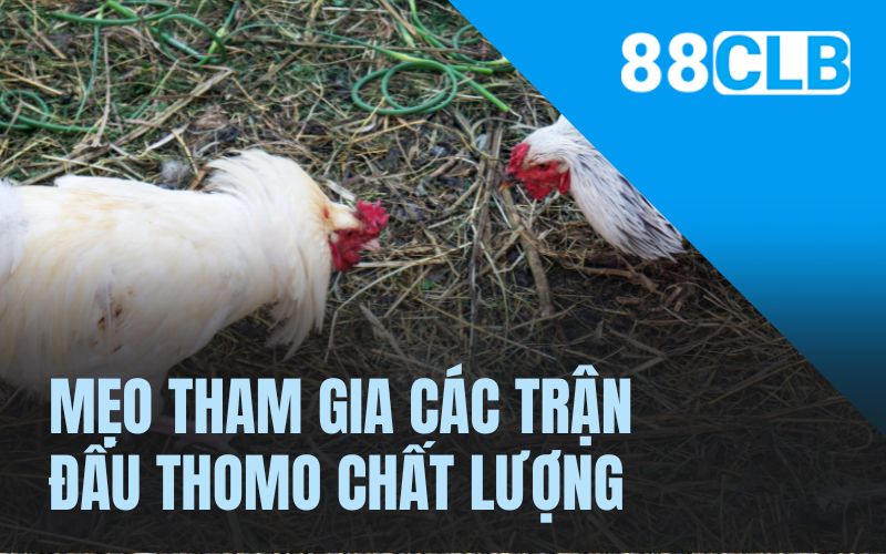 Mẹo tham gia các trận đấu Thomo chất lượng