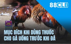 Mục đích khi dùng thuốc cho gà uống trước khi đá