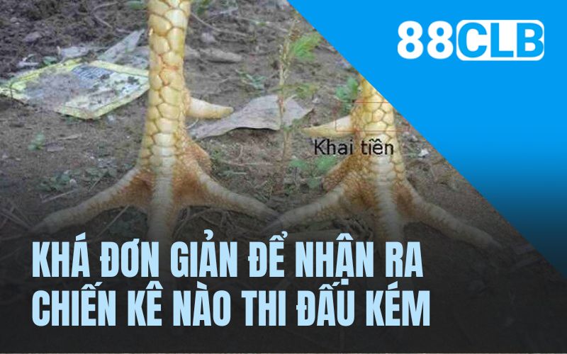 Khá đơn giản để nhận ra chiến kê nào thi đấu kém