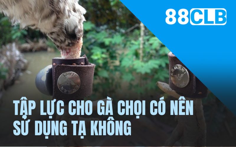 Tập lực cho gà chọi có nên sử dụng tạ không