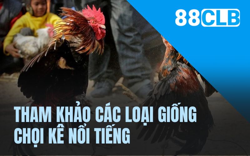 Tham khảo các loại giống chọi kê nổi tiếng