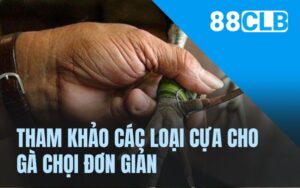 Tham khảo các loại cựa cho gà chọi đơn giản